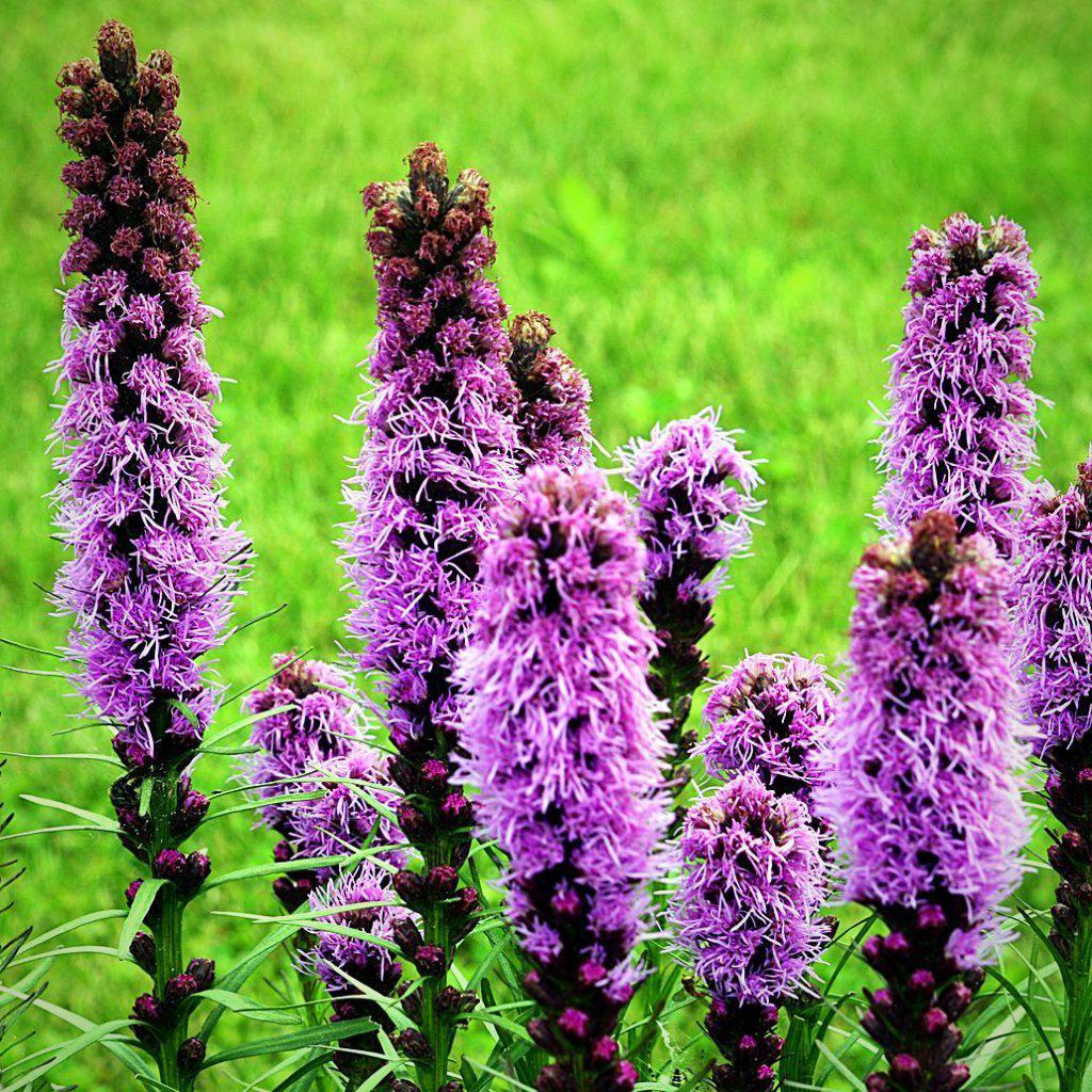 Liatris spicata ~ Marsh Blazing Star, Gayfeather - Delivered By ServeScape