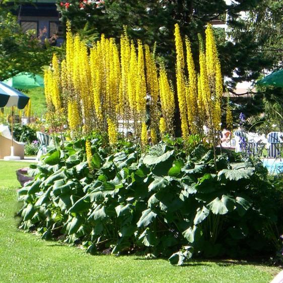 Ligularia stenocephala 'The Rocket' ~ The Rocket Leopard Plant-ServeScape