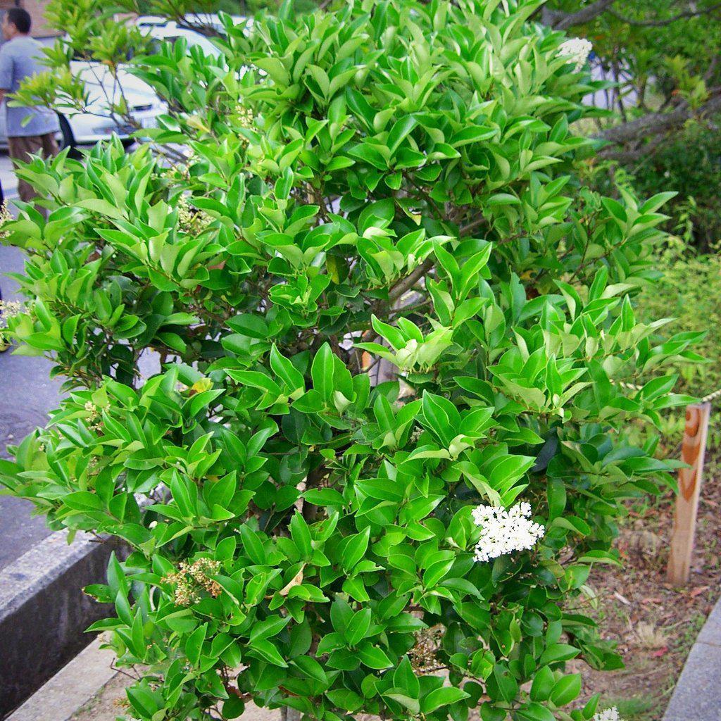 Ligustrum japonicum ~ Japanese Privet - Delivered By ServeScape
