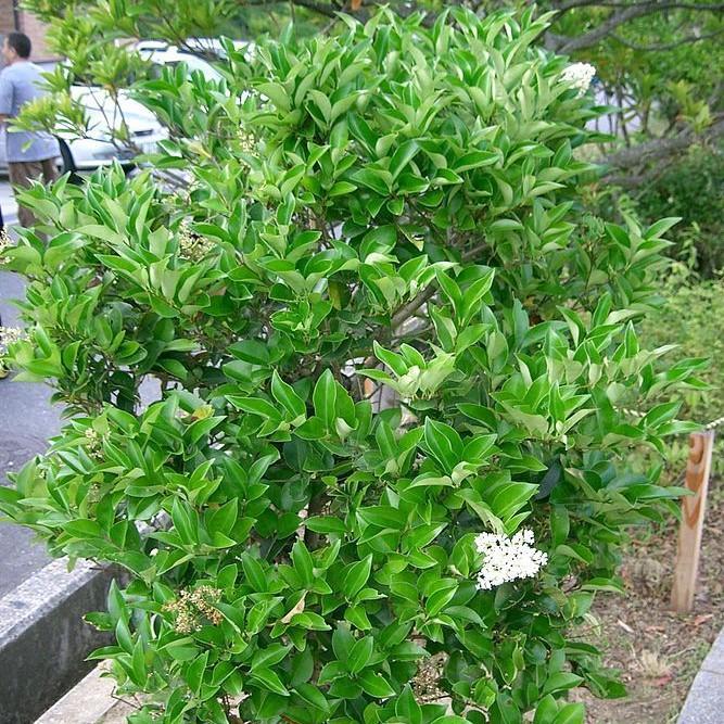 Ligustrum japonicum 'Texanum' ~ Waxleaf ligustrum-ServeScape