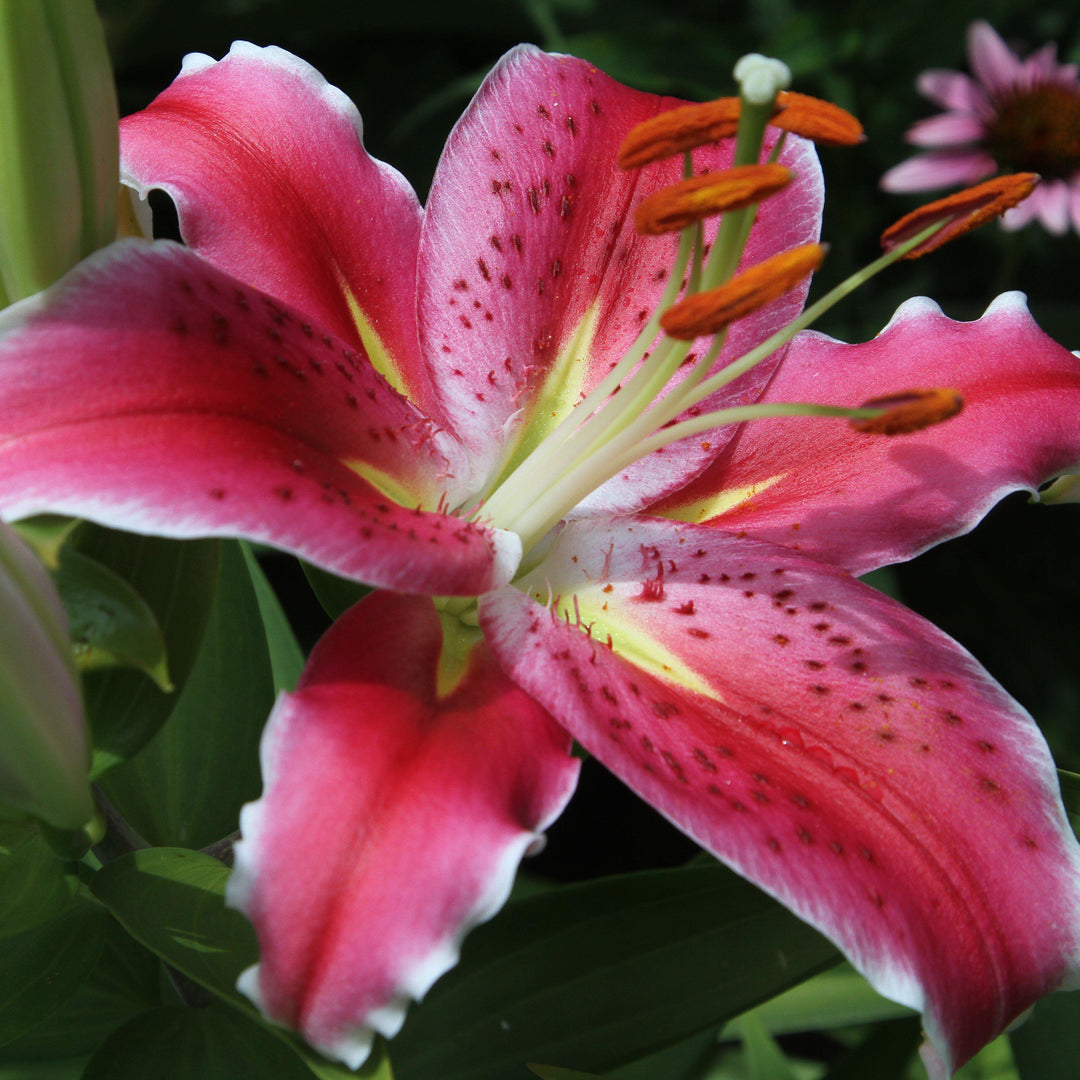 Lilium 'Sunny After Eight' ~ Sunny After Eight Oriental Lily, Star Gazer-ServeScape