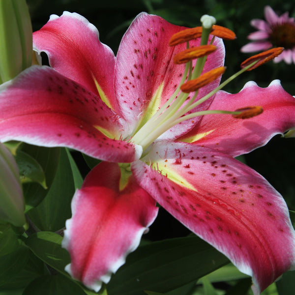 Seattle | Zabo Plant