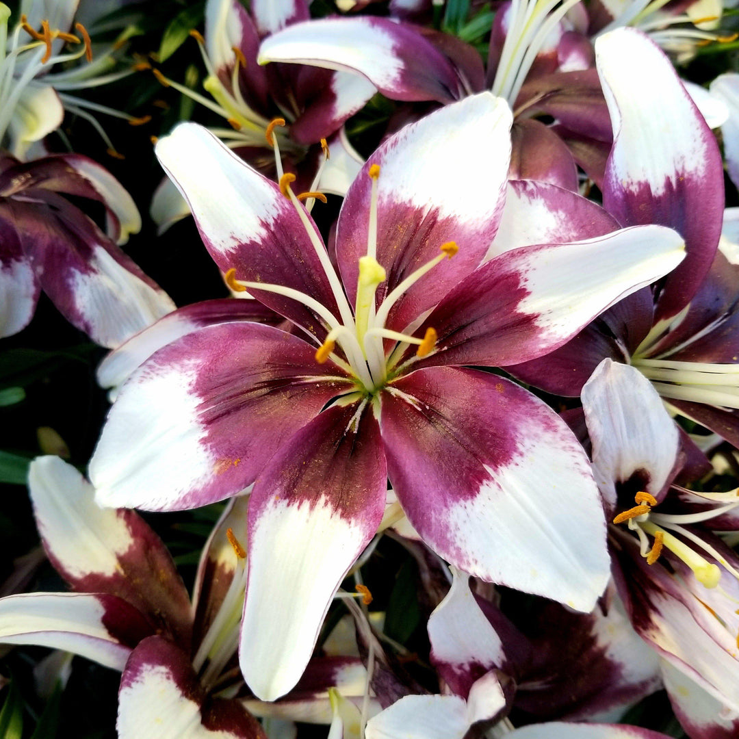 Lilium a. 'Tiny Padhye' ~ Lily Looks™ Tiny Padhye Asiatic Lily-ServeScape