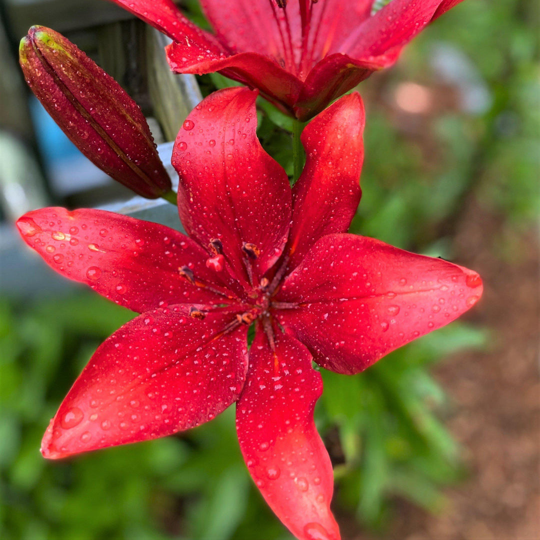 Lilium a. 'Tiny Rocket' ~ Lily Looks™ Tiny Rocket Asiatic Lily-ServeScape