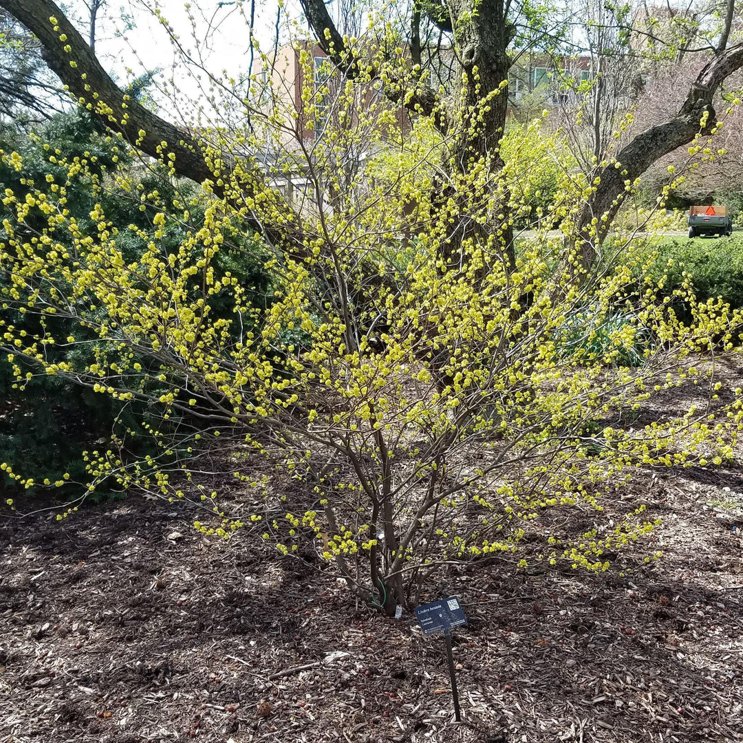 Lindera benzoin ~ Spice Bush-ServeScape