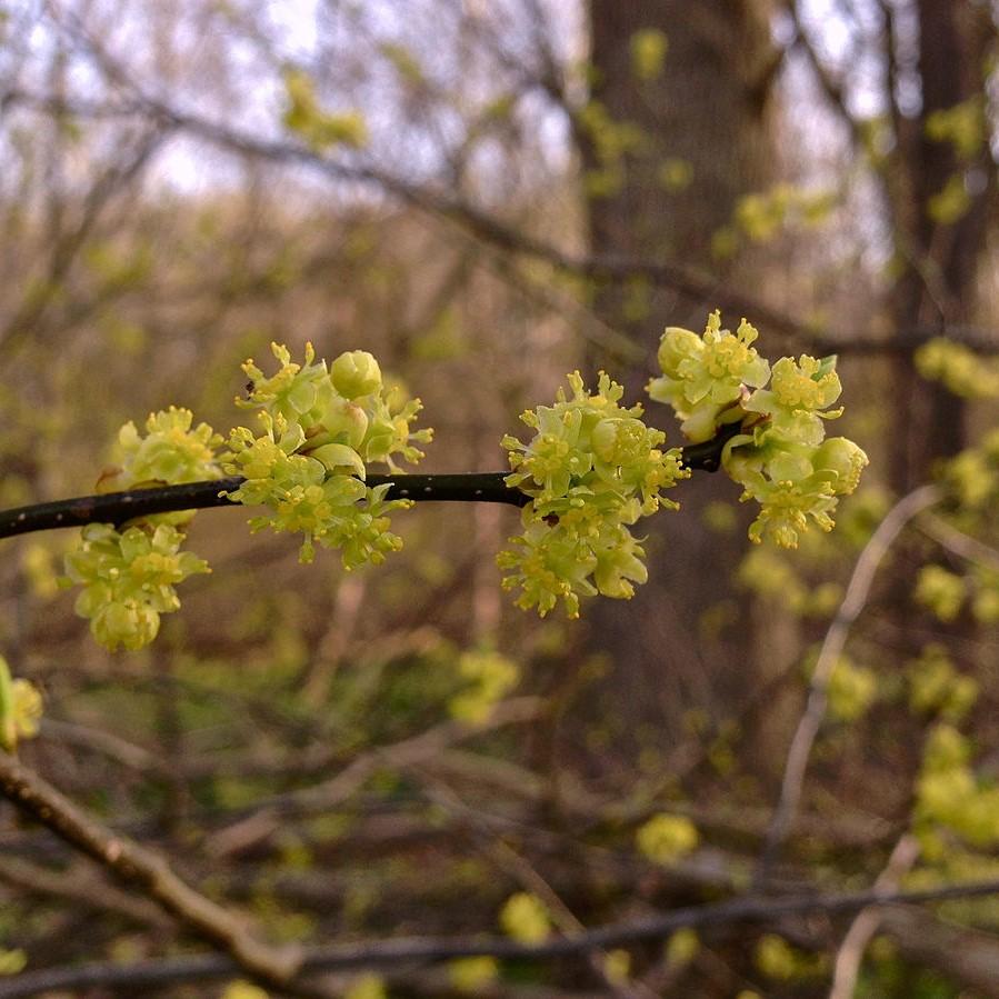 Lindera benzoin ~ Spice Bush-ServeScape