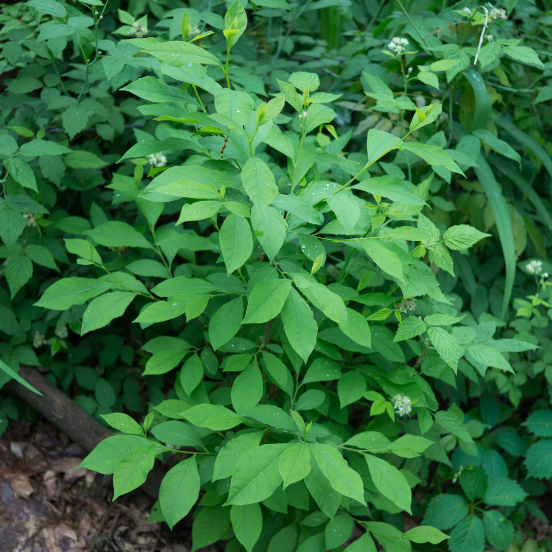 Lindera benzoin ~ Spice Bush-ServeScape