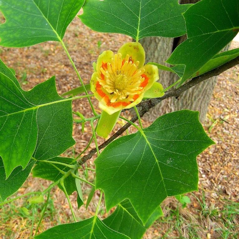 Liriodendron tulipifera ~ Tulip Tree - Delivered By ServeScape