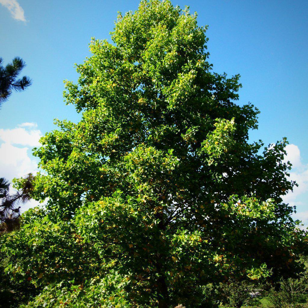 Liriodendron tulipifera ~ Tulip Poplar Tree-ServeScape