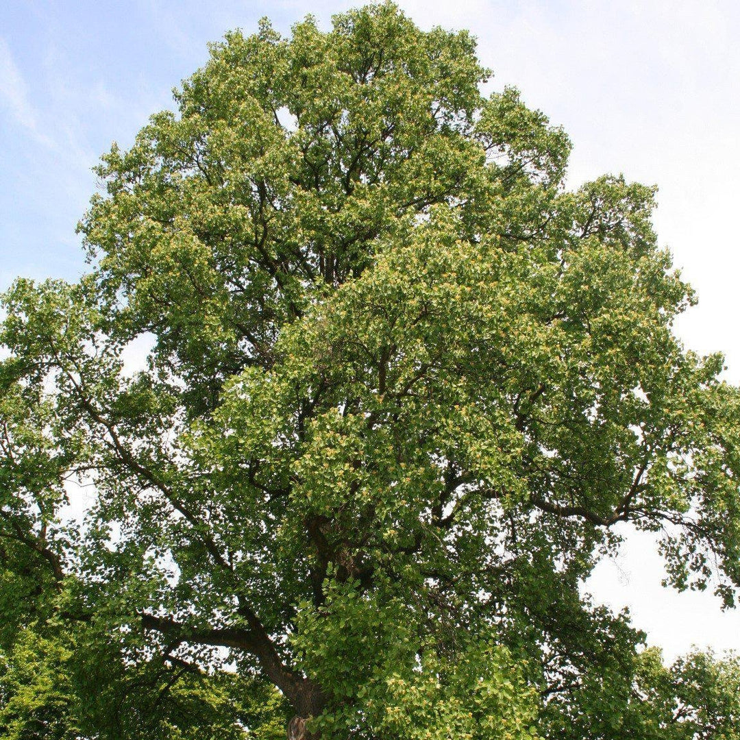 Liriodendron tulipifera ~ Tulip Tree - Delivered By ServeScape