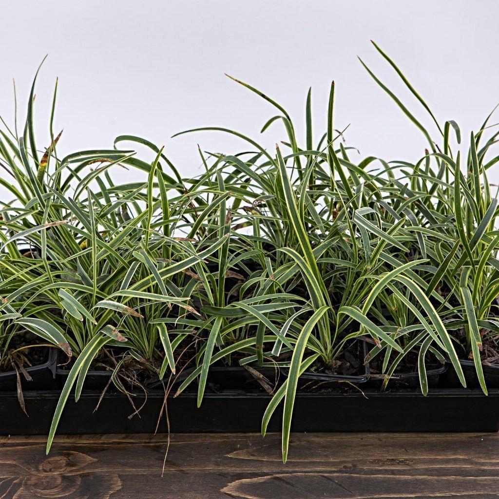 Liriope Muscari 'Variegata' ~ Varigated Lily Turf - Delivered By ServeScape