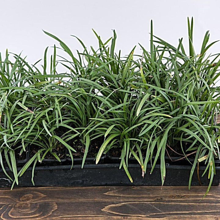Liriope Spicata ~ Creeping Lily Turf - Delivered By ServeScape