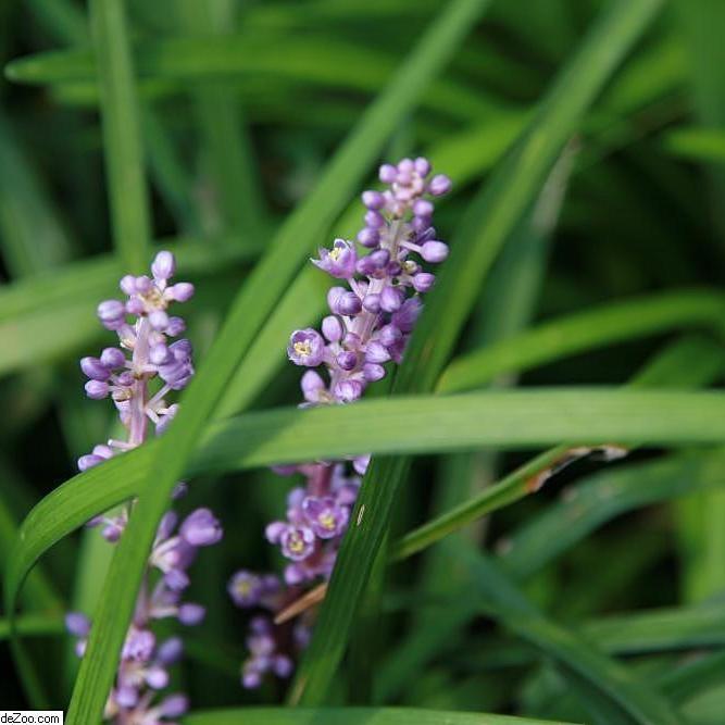 Liriope muscari 'Big Blue' ~ Big Blue Lily Turf - Delivered By ServeScape