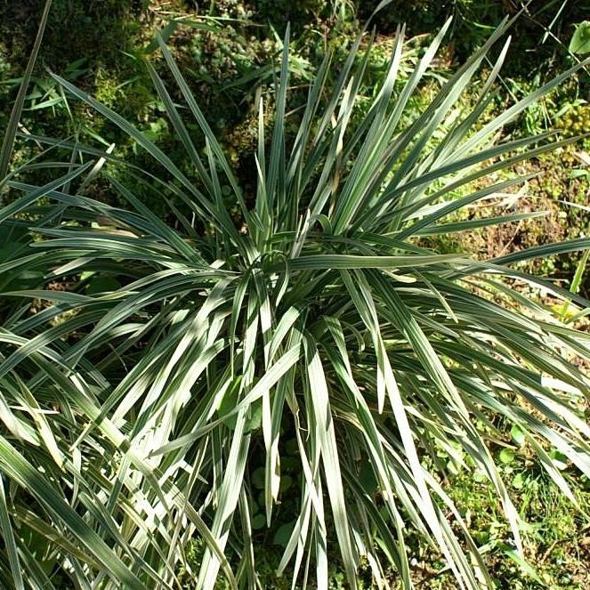 Liriope muscari 'Evergreen Giant' ~ Evergreen Giant Lilyturf-ServeScape