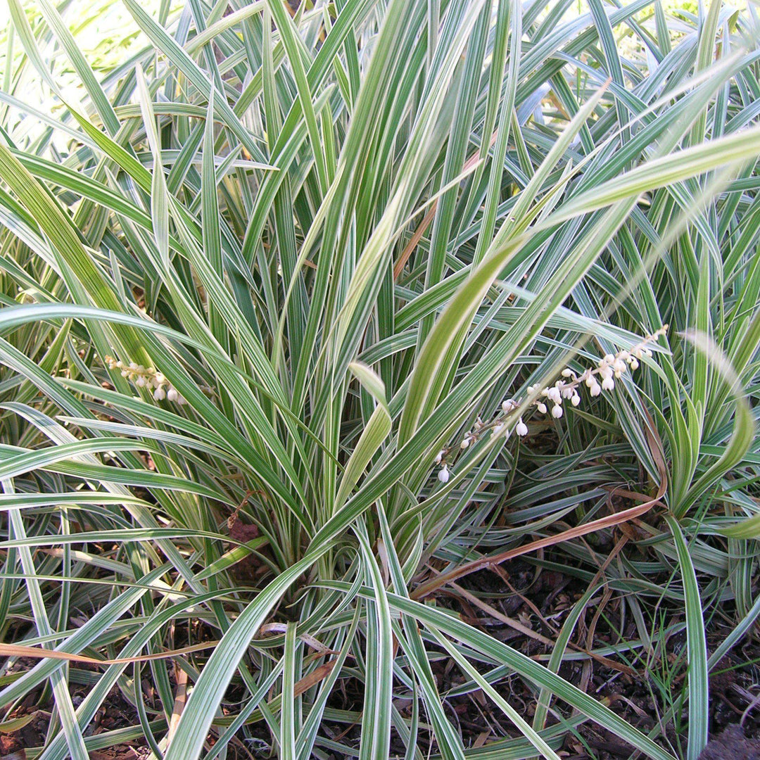 Liriope spicata 'Silver Dragon' ~ Silver Dragon Lilyturf - Delivered By ServeScape