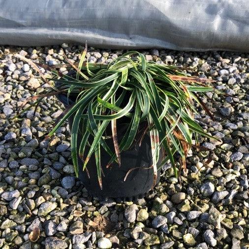 Variegated liriope online