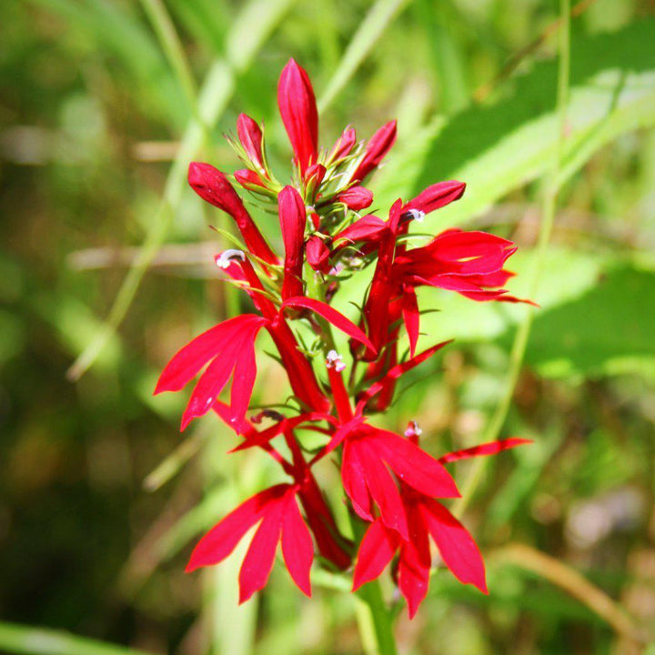 Lobelia cardinalis  ~ Cardinal Flower - Delivered By ServeScape