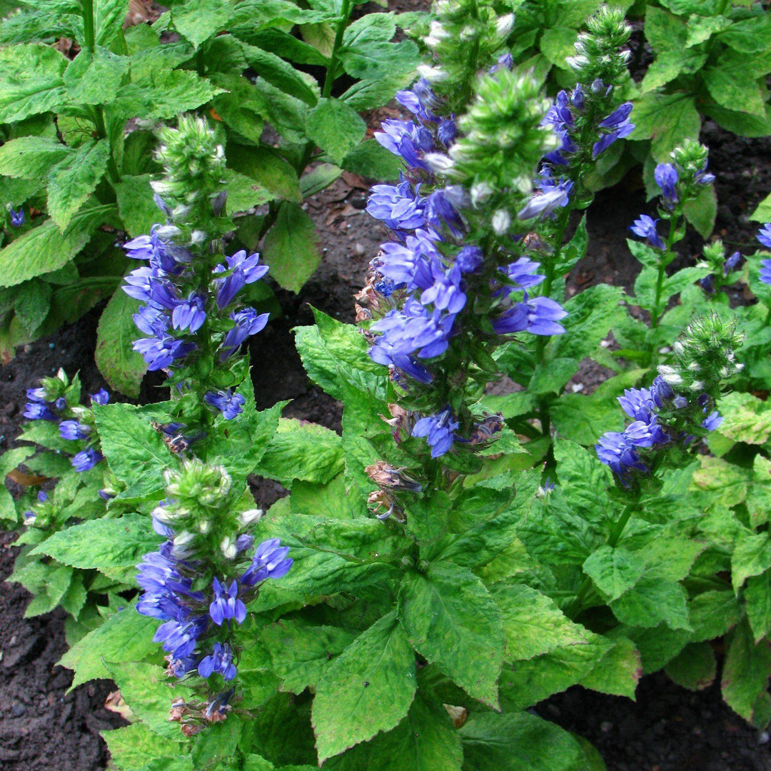 Lobelia siphilitica ~ Blue Cardinal Flower-ServeScape