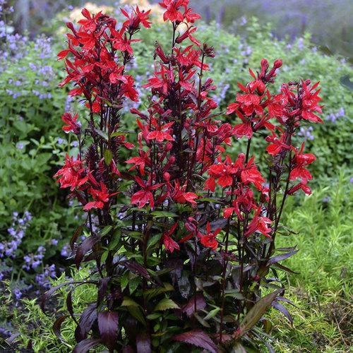 Lobelia x speciosa 'Vulcan Red' ~ Vulcan Red Cardinal Flower - Delivered By ServeScape