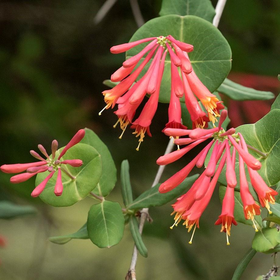 Lonicera sempervirens 'Major Wheeler' ~ Major Wheeler Coral Honeysuckle - Delivered By ServeScape