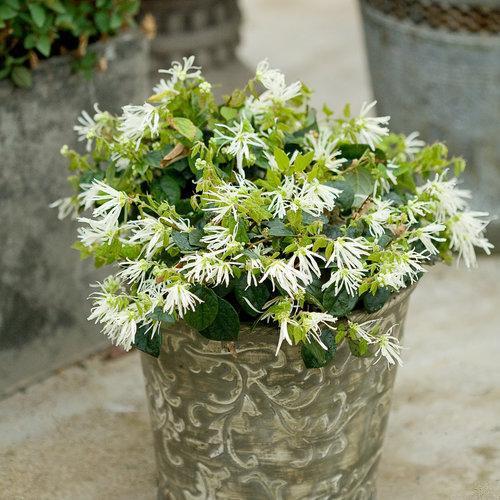 Loropetalum chinense 'Hakuou' ~ Jazz Hands® Dwarf White Fringe Flower-ServeScape