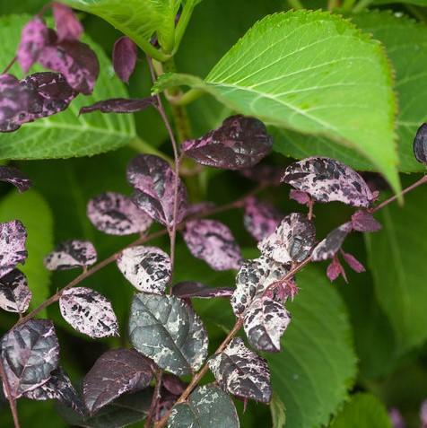 Loropetalum chinense 'Irodori'~ Jazz Hands Variegated® Fringe Flower-ServeScape