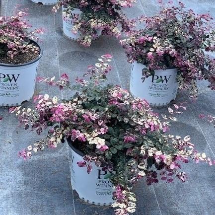 Loropetalum chinense 'Irodori'~ Jazz Hands Variegated® Fringe Flower-ServeScape