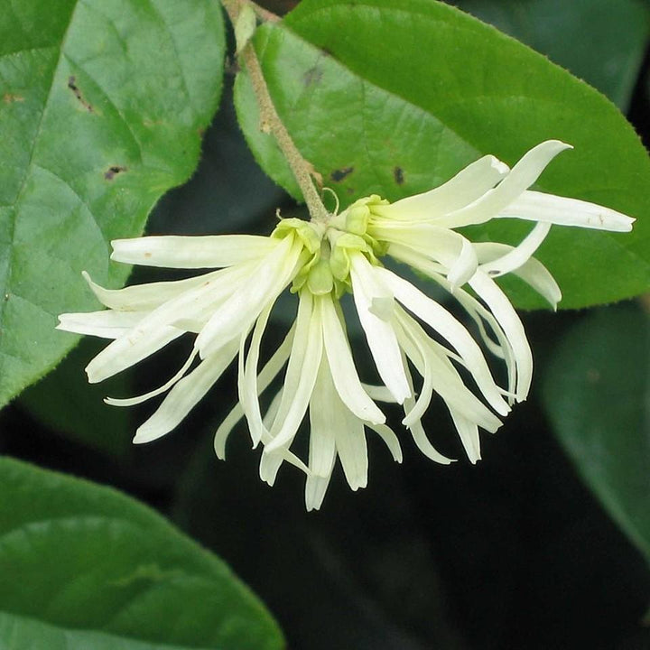 Loropetalum chinense 'NCI 002' ~ Carolina Moonlight™ Fringe Flower-ServeScape