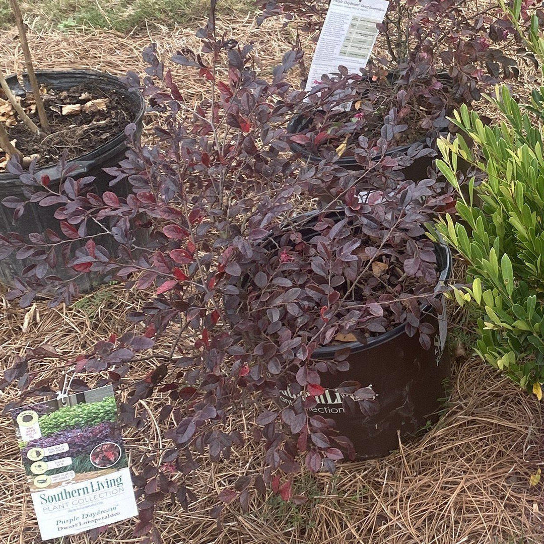 Loropetalum chinense 'Purple Daydream' ~ Purple Daydream Fringe Flower-ServeScape