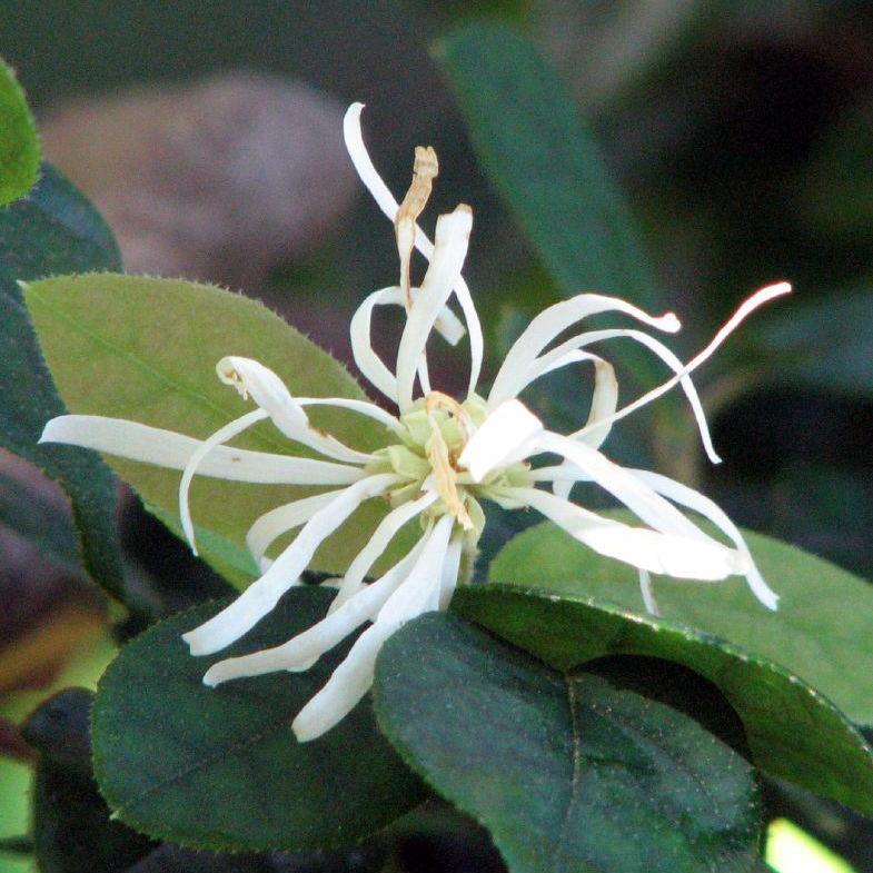 Loropetalum chinense 'Shang-white' ~ Emerald Snow®  Fringe Flower - Delivered By ServeScape