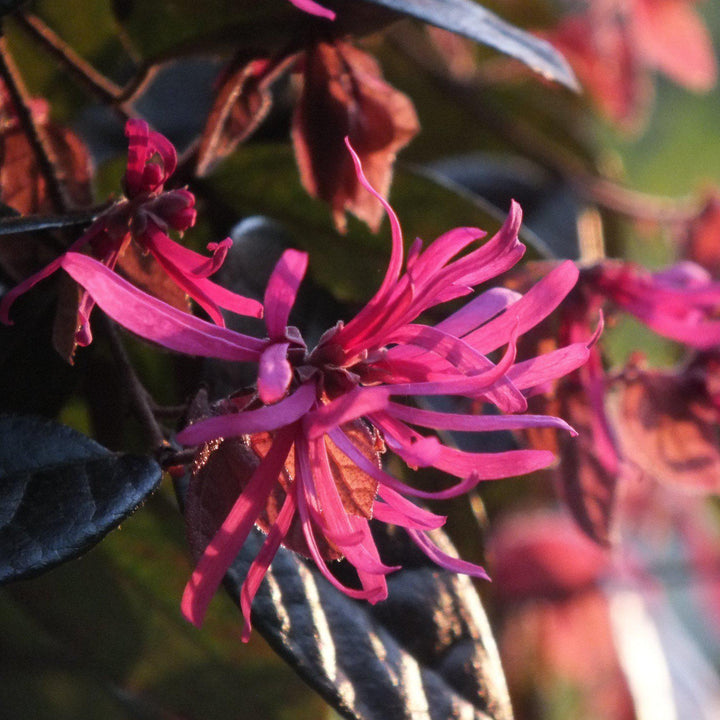 Loropetalum chinense f. rubrum ‘Carolina Midnight’ ~ Carolina Midnight Fringe Flower - Delivered By ServeScape