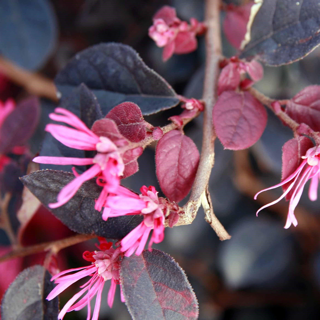 Loropetalum chinense rubrum 'Plum Delight' ~ Plum Delight Fringe Flower - Delivered By ServeScape