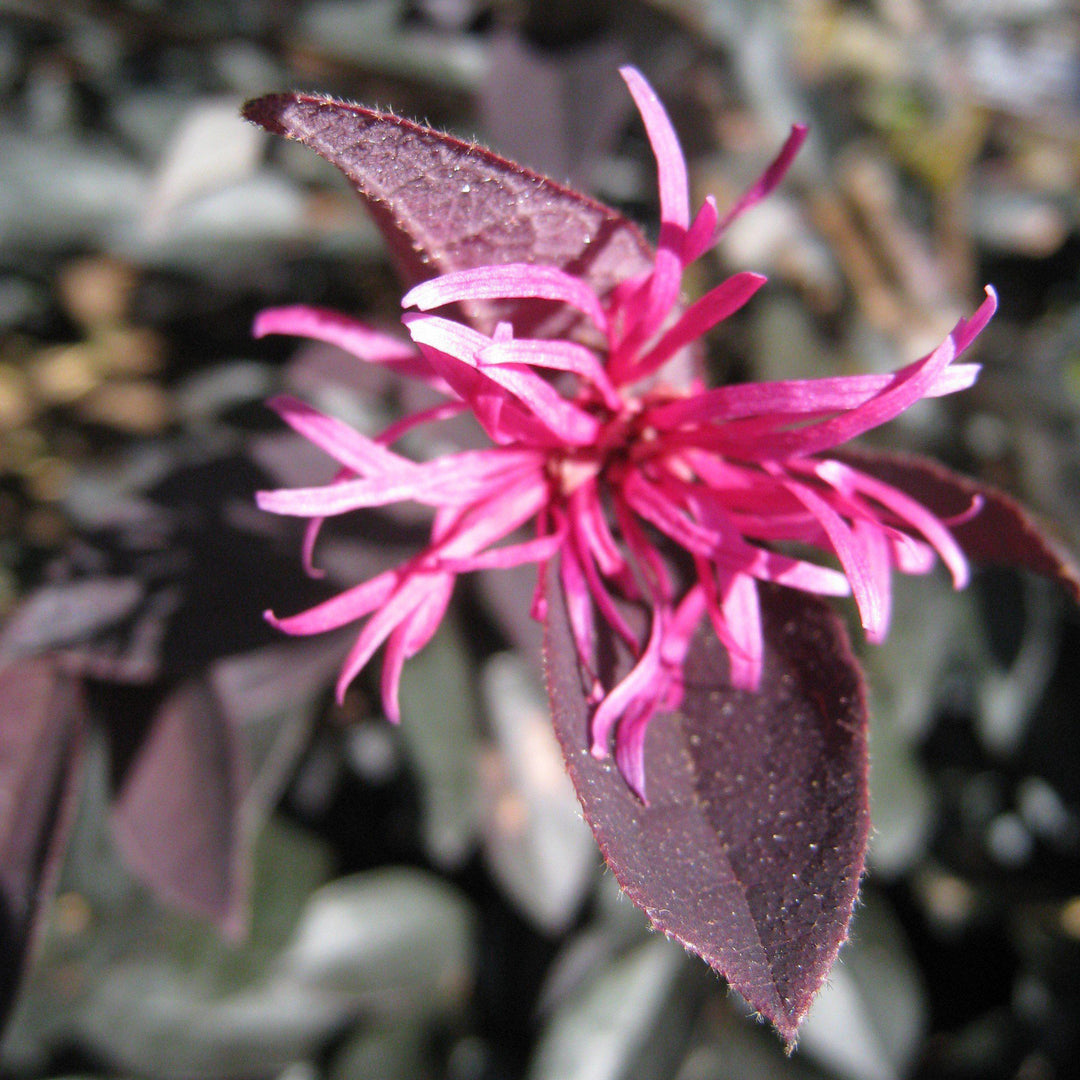 Loropetalum chinense rubrum ‘Zhuzhou Fuchsia’ ~  Zhuzhou Fuchsia Fringe Flower - Delivered By ServeScape