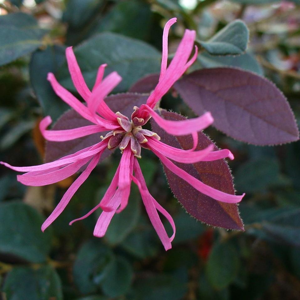Loropetalum chinense var. rubrum 'Daruma' ~ Daruma Fringe Flower - Delivered By ServeScape