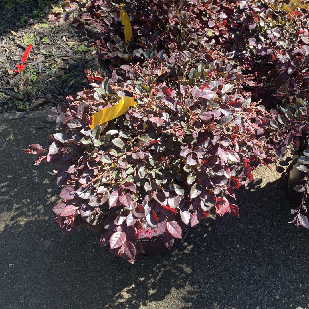 Loropetalum chinense var. rubrum 'PIILC-I' PP25,534 ~ Crimson Fire™ Fringe Flower-ServeScape