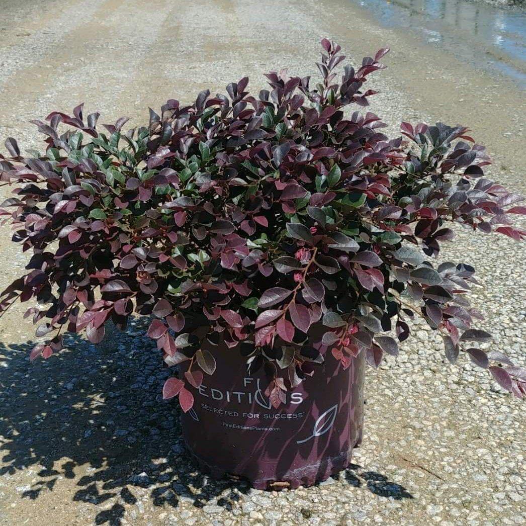 Loropetalum chinense var. rubrum 'PIILC-I' PP25,534 ~ Crimson Fire™ Fringe Flower - Delivered By ServeScape