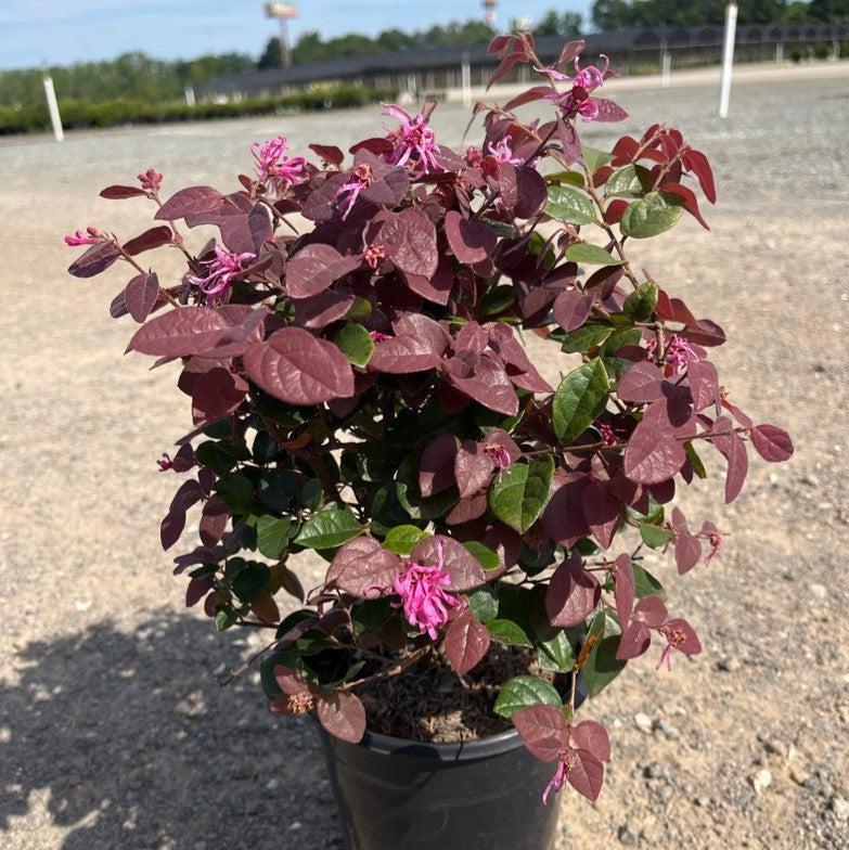 Ruby Fringe Flower - Loropetalum chinense 'Ruby' – ServeScape
