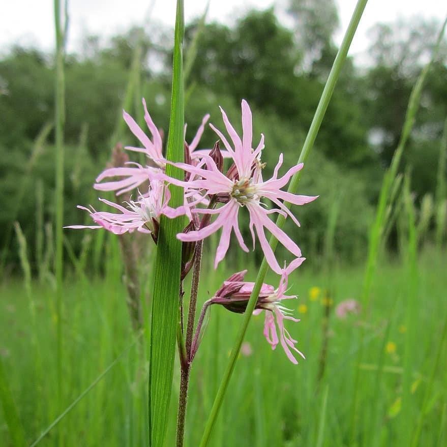 Lychnis flos-cuculi ~ Ragged Robin - Delivered By ServeScape