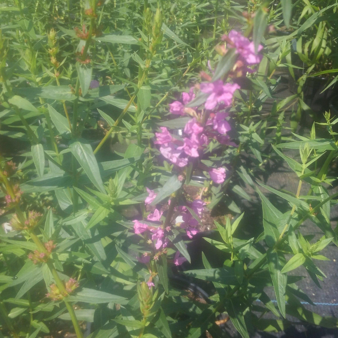 Lythrum salcaria 'Morden's Pink' ~ Morden's Pink Loosestrife