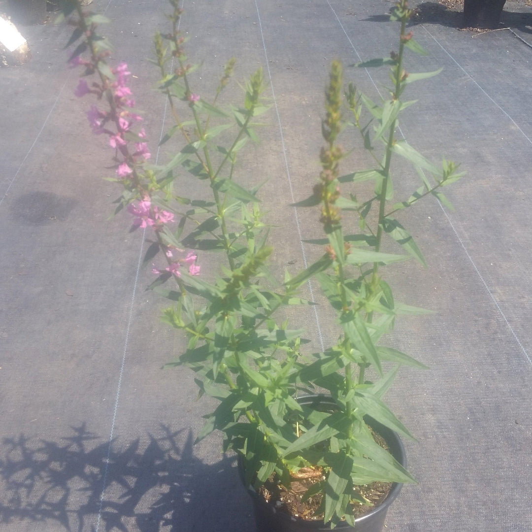 Lythrum salcaria 'Morden's Pink' ~ Morden's Pink Loosestrife