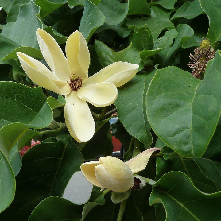 Magnolia acuminata 'Yellow Bird' ~ Yellow Bird Magnolia - Delivered By ServeScape