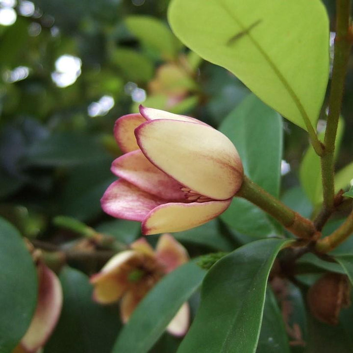 Magnolia figo 'Stellar Ruby' ~ Stellar Ruby Magnolia, Banana Shrub-ServeScape