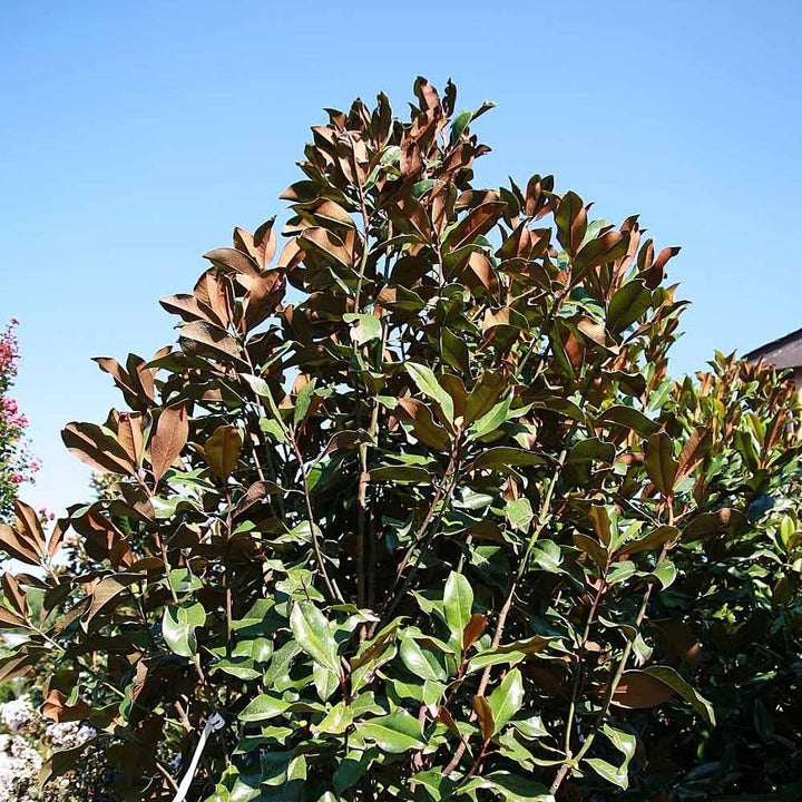 Magnolia grandiflora 'Bracken's Brown Beauty' ~ Bracken's Brown Beauty Southern Magnolia-ServeScape