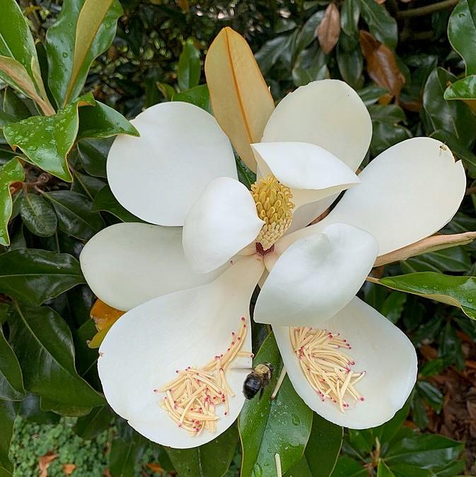 Magnolia grandiflora 'Bracken's Brown Beauty' ~ Bracken's Brown Beauty Southern Magnolia-ServeScape