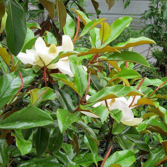 Magnolia grandiflora 'Bracken's Brown Beauty' ~ Bracken's Brown Beauty Southern Magnolia - Delivered By ServeScape