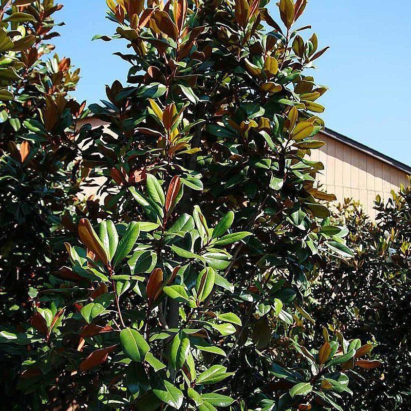 Magnolia grandiflora 'D.D. Blanchard' ~ D.D. Blachard Magnolia - Delivered By ServeScape