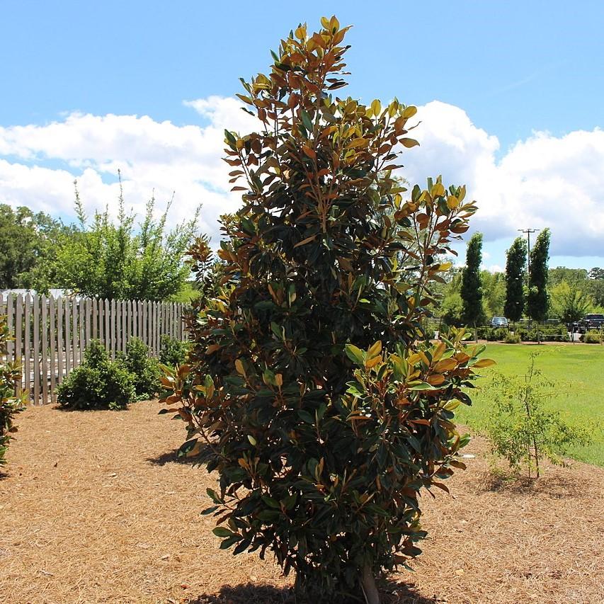 Magnolia grandiflora 'Green Giant'~ Green Giant Magnolia-ServeScape