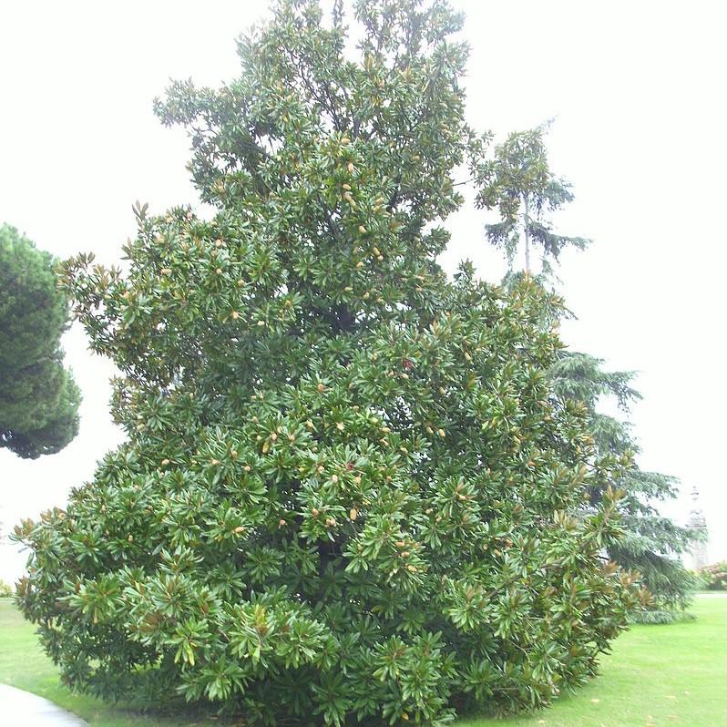 gnolia grandiflora 'Green Giant'~ Green Giant Magnolia - Magnolia ...