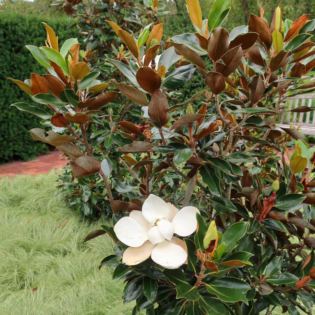 Magnolia grandiflora 'Little Gem' ~ Little Gem Magnolia-ServeScape