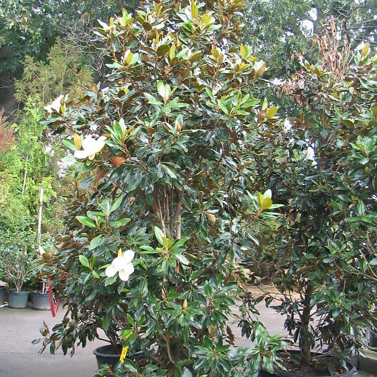 Magnolia grandiflora 'Little Gem' ~ Little Gem Magnolia - Delivered By ServeScape